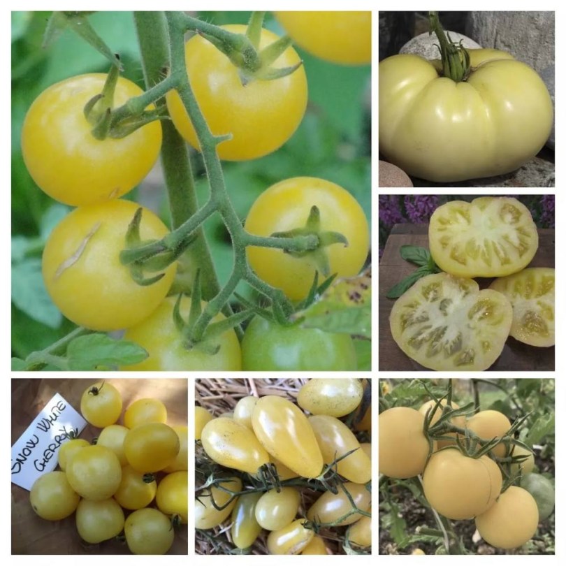 Fehérre érő paradicsomok magkeverék, Lycopersicum esculentum, paradicsom